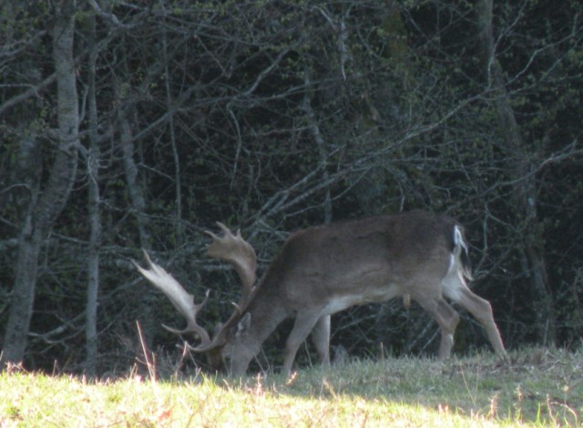 Daino: colorazione del mantello e altro...